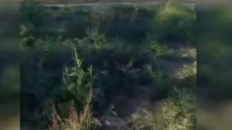 Bolu'da 1 değil tam 80 tanesini delik değiş ettiler! Tüm tarla talan oldu