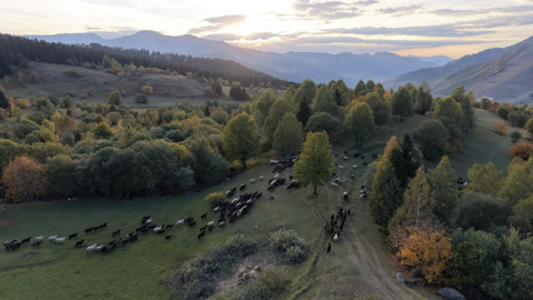 Karadeniz bölgesinde sonbahar ilk bu köye geliyor! Oluşan renk cümbüşü hayran bırakıyor