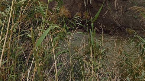 Hatay’da sulama kanalında can çekişen hayvan için itfaiye seferber oldu! Çıkarılana kadar nefesler tutuldu