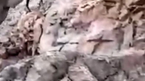Siirt'te dağ yamaçlarının efendisi 1 başına kameralara yakalandı