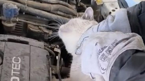 Osmaniye’de otomobilin motoruna sıkışan kedi kurtarıldı