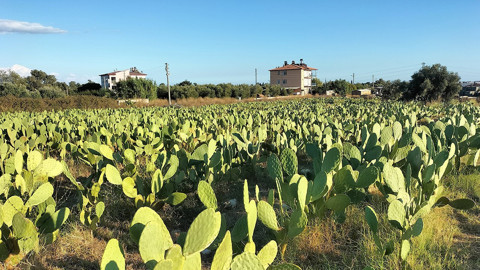 Antalya’da dikenli incir üretimi yaygınlaştı! Çiftçiler hem yurt içi hem yurt dışına satış yapıyor