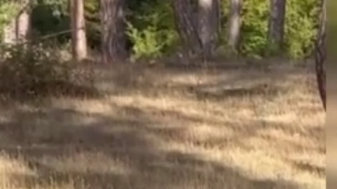 Karabük’te 1 değil tam 3 tanesi aynı anda görüldü. O anları cep telefonuyla kayda aldı