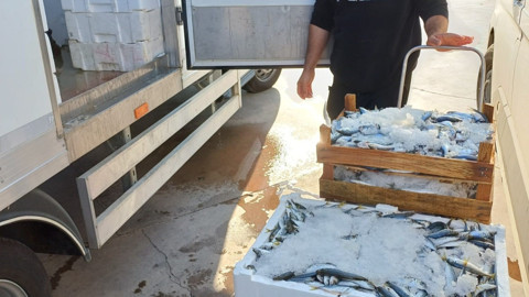 Düzce'de balıkçılara sıkı denetim! Boy sınırının altında kalanlara ceza kesildi