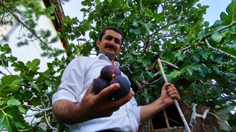 Erzurum’da şaşırtan başarı! Bursa karası inciri sert iklimde meyve verdi