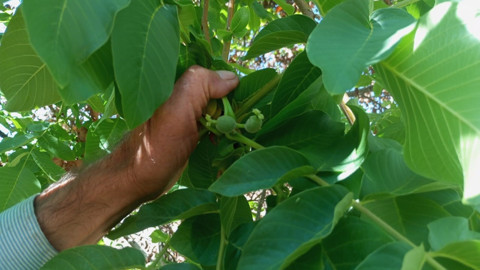 Malatya’nın Akçadağ ilçesinde şaşırtan olay! Ceviz ağaçları sonbaharda yeniden meyve verdi