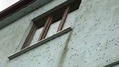 Sakarya’da kabus geri döndü! 1000'lercesi aynı anda tüm binayı sardı