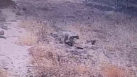 Şanlıurfa’da nadir hayvan gece vakti görüldü! Her anı güvenlik kameralarına yansıdı