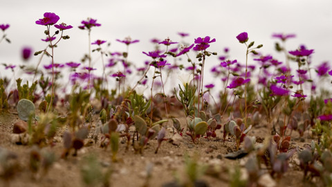 Dünyanın en kurak toprakları bir gecede renklendi! Çöl bambaşka bir manzaraya büründü
