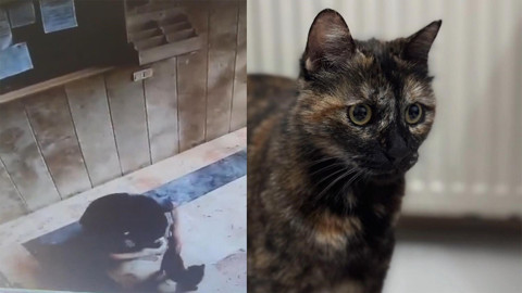 Başakşehir'de kediye işkence davasında karar