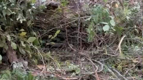 Karabük’te ormanda kurulan kapanda yakalandı. Ekipler onu kurtarmak için zamanla yarıştı