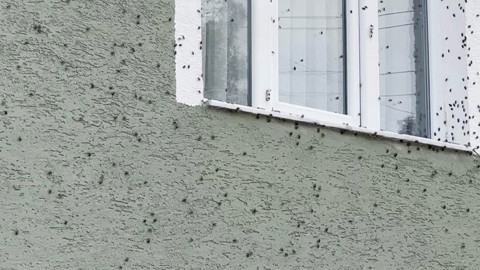 Samsun’da güneşli duvarlarda hareketlilik dikkat çekti! Uzmanlar tüm üreticileri o zararlı için uyardı