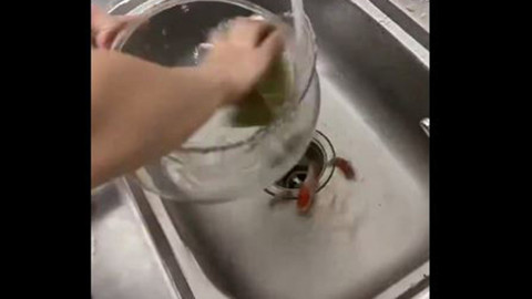 Balıkların suyunu değiştiren kadının yaptığını gören küçük dilini yuttu! Hepsi borudan aşağı kaydı