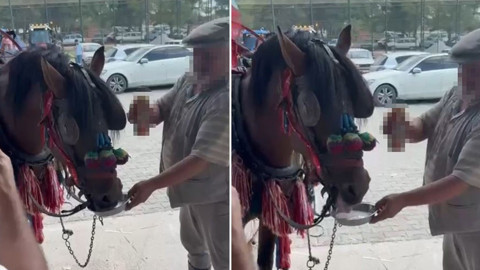 Muğla'da düğünde ata yapılan hareket tepki çekti "Yazıklar olsun size"