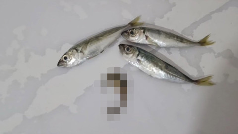 Hakkari’de balık poşetinden çıkan canlı gündem oldu! Görüntüler şaşkınlık yarattı