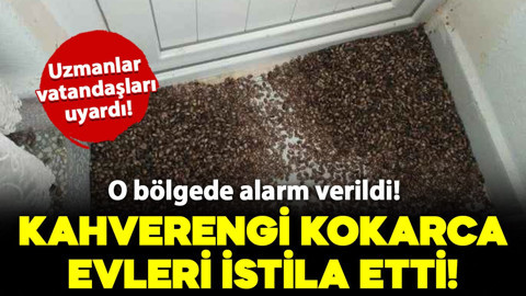 O bölgede alarm verildi! Kahverengi kokarca evleri istila etti: Uzmanlar vatandaşları uyardı