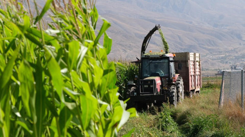 Erzincan’da gün doğmadan biçerdöverler çalıştı! 98 dönümlük tarlada mısır hasadı başladı