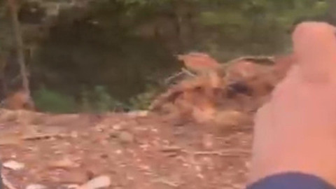 Bolu'da karşılaştığı hayvanla girdiği diyalog gülümsetti! İzleyenler cesaretine hayran kaldı