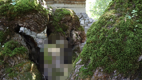 Yüzyıllara direnen dut ağacının gövdesinde belirdi! O figürü görenler dönüp bir daha bakıyor