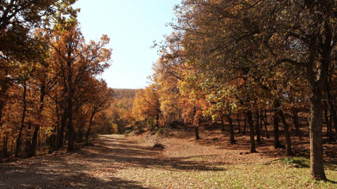 Afyonkarahisar’da sonbahar renkleri büyüledi! Masalsı manzara sosyal medyada beğeni topladı
