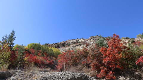Erzurum’da kaplaç ağaçları bu yıl kırmızıya döndü! Sonbahar manzarası büyüledi