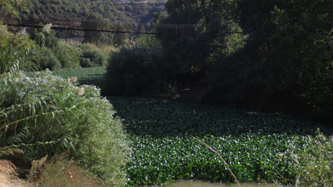 Hatay’da Asi Nehri'ni istila etti! yeşil manzara görenleri şaşkına çevirdi