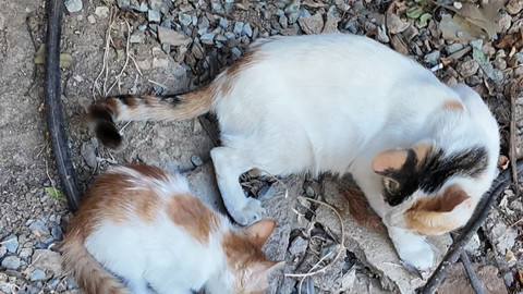 Elazığ’da anneyle yavrunun duygulandıran anı! Avı hemen yavrusuna taşıdı