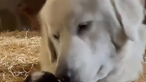 Köpek, yavru keçiyi patileri arasına aldı! O anlar kameralara böyle yansıdı