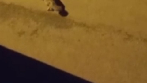 Karabük'te kameraya yakalandılar! Üç canlı gecenin sessizliğinde böyle görüntülendi