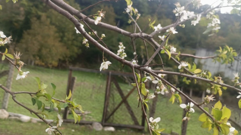 Karabük’te sonbahar ortasında beklenmedik manzara! Ağaç yeniden çiçek açtı