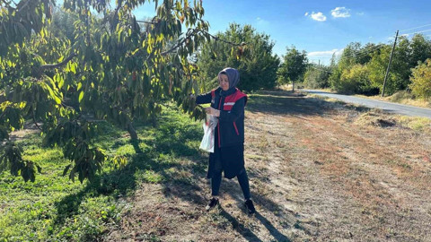 Afyonkarahisar’da ihracat ürünü meyveler için alarm! Zararlı şüphesiyle numune alındı