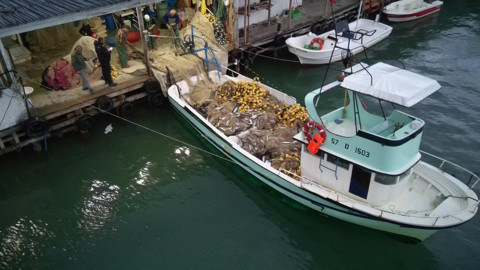 Sinop'ta tek gecede 1000'lerce canlı yakalandı! Liman dolup taştı