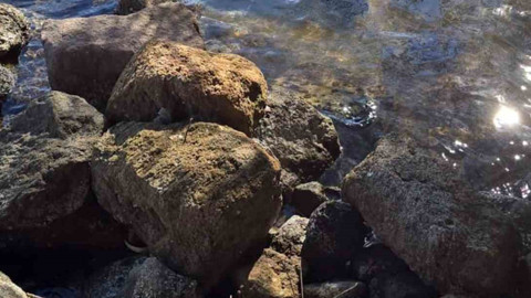 Dünyada sayıları 1000’i bulmayan koruma altındaki tür Bodrum’da dehşete düşürdü! Yardım gelmeden acı içinde telef oldu