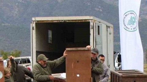 Akdeniz’den getirilen 5 canlı Karadeniz’in kalbinde doğaya bırakıldı! Zarar veren 940 bin TL ödeyecek