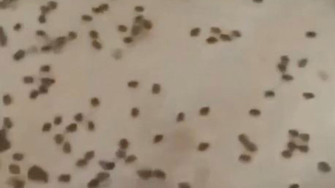 Haftada 300.000 ile çoğalan istilacı hayvan Ordu'da yeniden hortladı