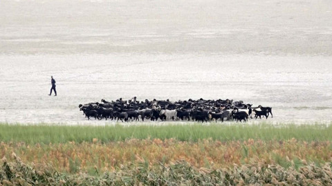 Türkiye’nin dördüncü büyük gölünden endişelendiren manzara! Göl ikiye bölündü, artık hayvanlar otlamaya başladı