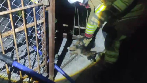 Hatay’ın Arsuz ilçesinde demir korkuluklara sıkışan yavru köpek kurtarıldı