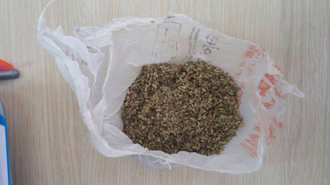 Sinop'ta bonzai ele geçirildi: 1 kişi tutuklandı