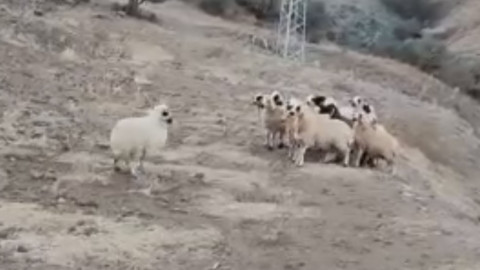 Erzincan’da merada ilginç anlar! Boynuna takılan kovayla koşmaya başladı. Tüm köyü karıştırdı