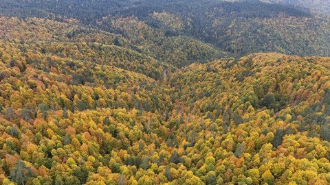 Karabük’te ormanlar sarı ve kızıl tonlara büründü! Kıvrılan yollarla birlikte ortaya büyüleyici manzaralar çıktı