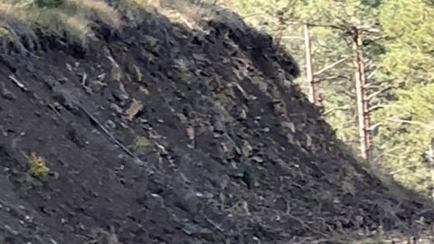 Karabük’te yaban hayatı çeşitliliği artıyor! vatandaşlar doğada her geçen gün yeni türlerle 1'er 1'er karşılaşıyor