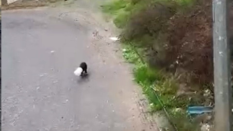 Yalova’nın Çiftlikköy ilçesinde kafası yoğurt kabına sıkışan yavru köpeği kamyon sürücüsü kurtardı