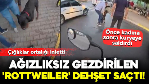 Sokakta ağızlıksız gezdirilen 'Rottweiler' dehşet saçtı! Önce kadına, sonra kuryeye saldırdı: Çığlıklar ortalığı inletti