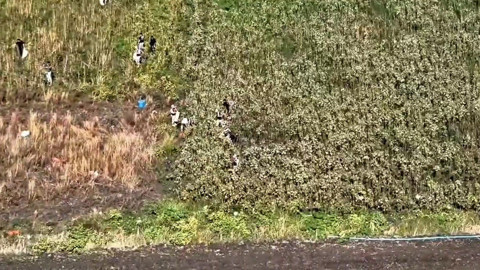 Uyuşturucu tarlasında bin 876 kök kenevir! 3 kişi tutuklandı