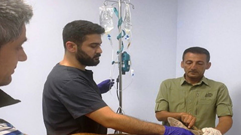 Samsun'da tam 1200 tanesi doğaya salındı. Hepsi tek bir yerde tutuluyordu