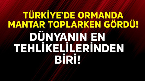 Türkiye'de mantar toplarken 1,2,3 adım atınca çalılıklarda belirdi! Dünyanın en tehlikelilerinden bir tanesiydi