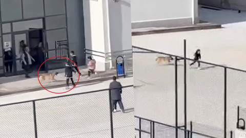 Okul bahçesinde başıboş köpek paniği! Öğrenciler nereye kaçacağını şaşırdı: Korku dolu anlar kamerada!