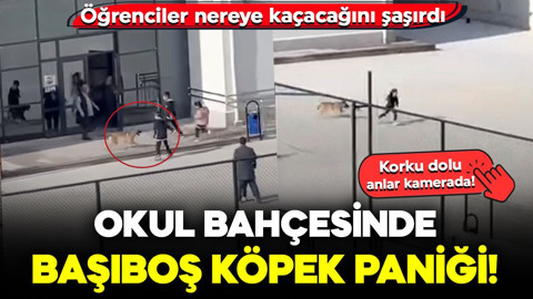 Okul bahçesinde başıboş köpek paniği! Öğrenciler nereye kaçacağını şaşırdı: Korku dolu anlar kamerada!