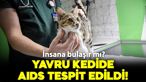 Yavru kedide AIDS tespit edildi! Peki insana bulaşır mı? İşte detaylar..