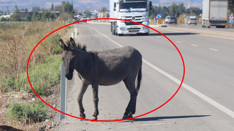 Hatay'da yavru eşek saatlerce yol kenarından ayrılmadı! Ağlatan gerçek yanına yaklaşılınca ortaya çıktı